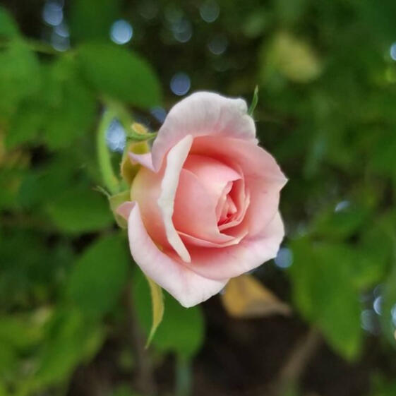 A photograph of a pink rose against a background of green leaves.
